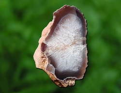 Leštěná pecka Achatu z Morcinova o rozměru 6x3x4 cm