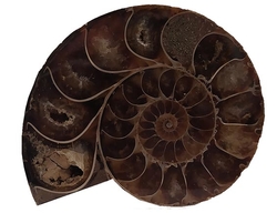 AMONIT fosilie Madagaskar 5 x 4,5cm