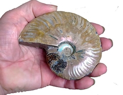  Amonit fosilie celý - cca 11x8 cm 