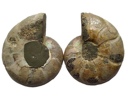  Amonit fosilie  pár 