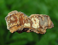  Chalcedon z Ahníkova o rozměru 10x4x3 cm