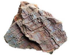 Zkamenělé dřevo s modrým Chalcedonem 