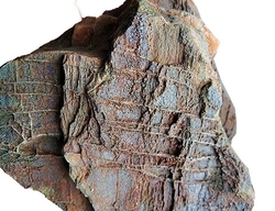Zkamenělé dřevo s modrým Chalcedonem 
