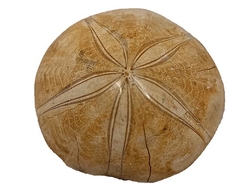 Ježovka - fosílie - 7 cm - cca 84 g