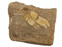 Rakovec - klepítka fosílie na podloží - 6x5 cm