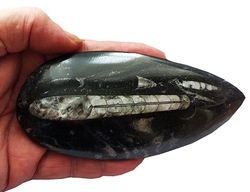ORTHOCERAS fosilie - cca 14 x 7 cm