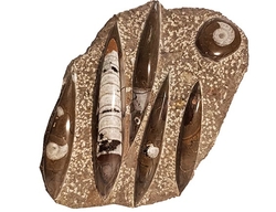 ORTHOCERAS fosilie deska