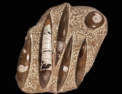 ORTHOCERAS fosilie deska