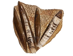 ORTHOCERAS fosilie deska 52