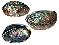  Paua mušle Abalone velká