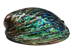  Paua mušle Abalone velká