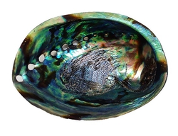  Paua mušle Abalone velká