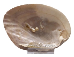 Mušle perlorodka s pravými perlami 15x10cm