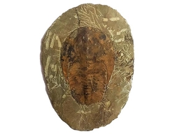 Trilobit- Cambropallas telesto - cca 1116 g - 22x16x1 cm