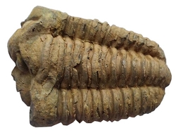 Trilobit fosilie