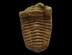 Trilobit fosilie Maroko  cca 10x7cm