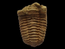 Trilobit fosilie