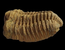 Trilobit fosilie