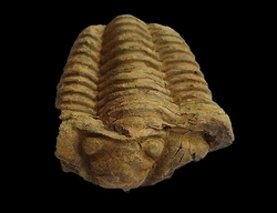 Trilobit fosilie Maroko  cca 10x7cm