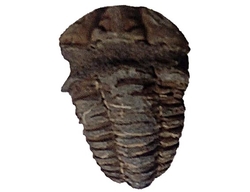 Trilobit  zkamenělina Maroko